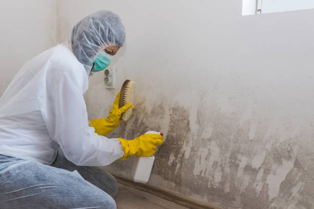 Trusted Adamstown, MD Mold Remediation Experts